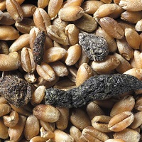 Grain pests (rodent droppings)